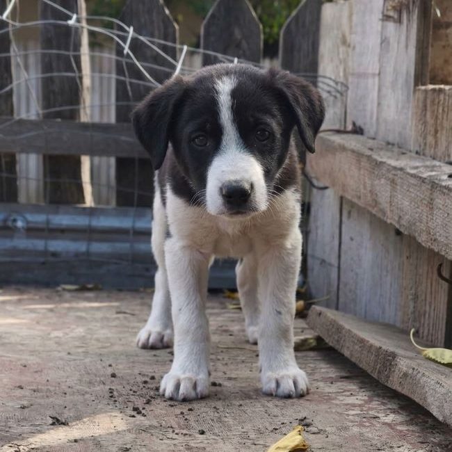 Lobo - Chien à adopter