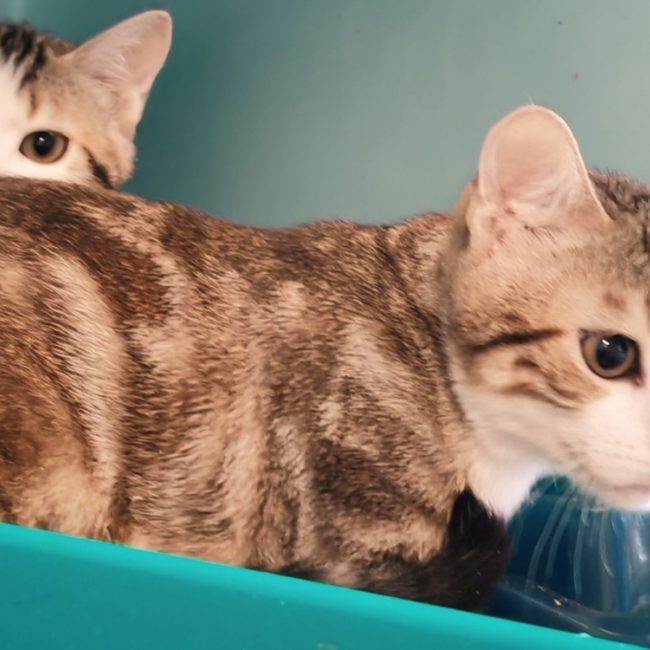 Pancake - Chat Européen à adopter