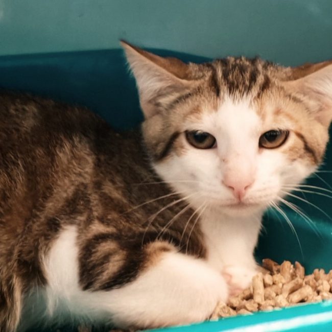 Brioche - Chat Européen à adopter