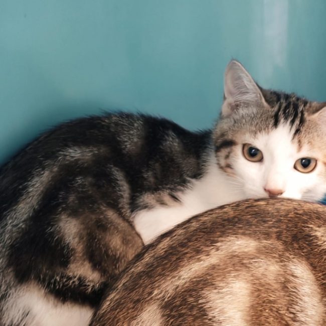 Blinis - Chat Européen à adopter
