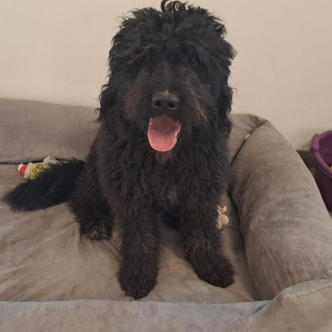 Kakou - Chien à adopter