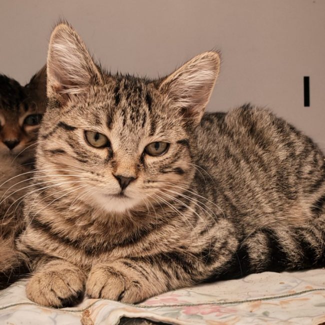 Tallin - Chat Européen à adopter