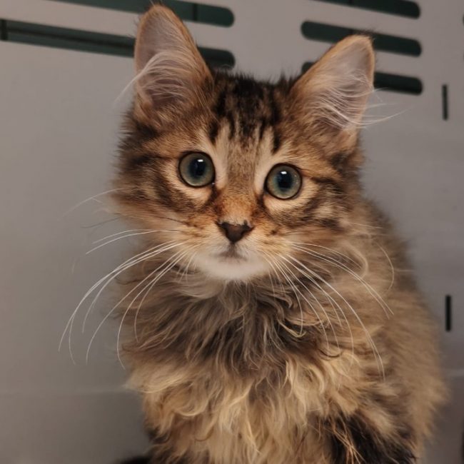 Sofia - Chat Européen à adopter