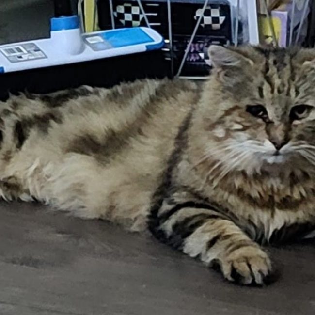 Poupoune - Chat Européen à adopter