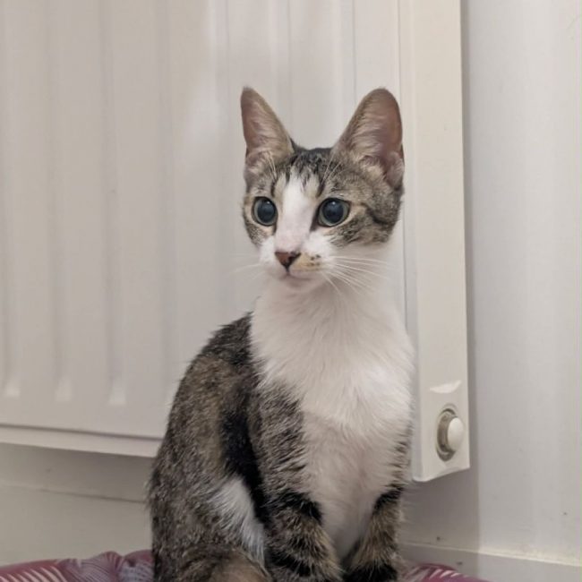 Séréna - Chat Européen à adopter
