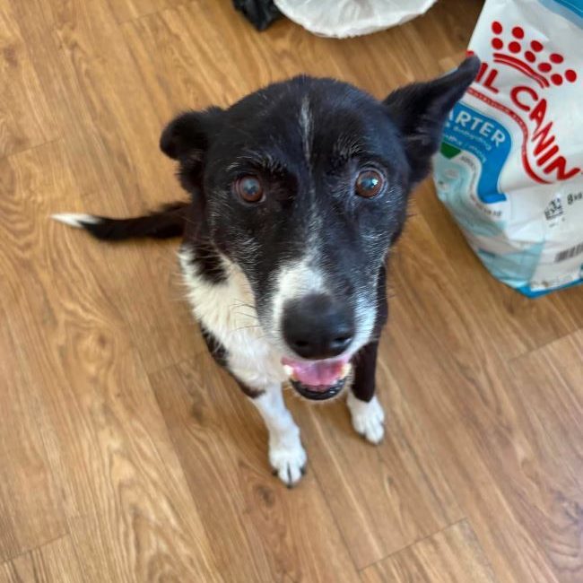 Lica - Chien à adopter
