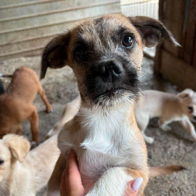 Amyy - Chien à adopter