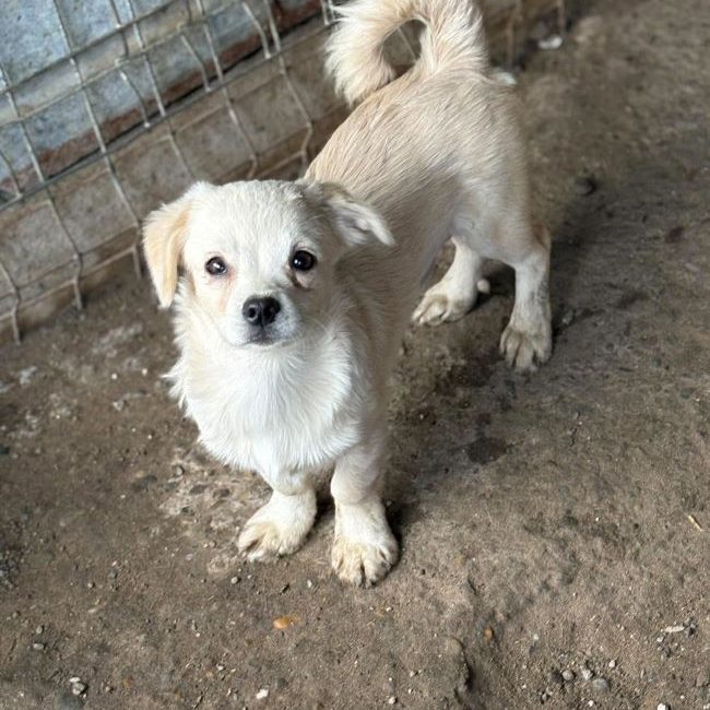 Maila - Chien à adopter
