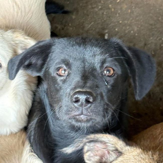 Gismo - Chien à adopter