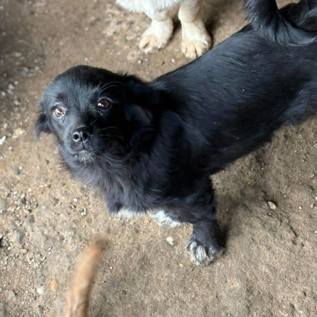 Leni - Chien à adopter