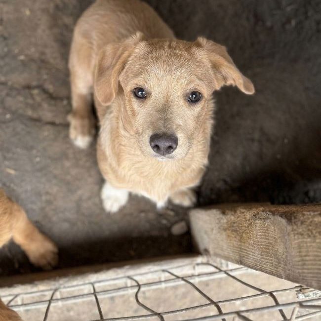 Ronan - Chien à adopter