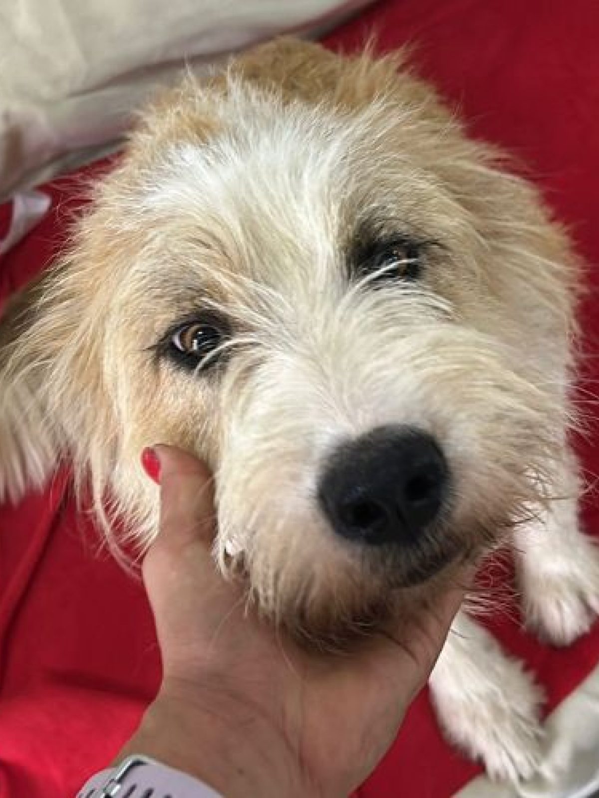 SHIRLEY - Chien à adopter - Roumanie