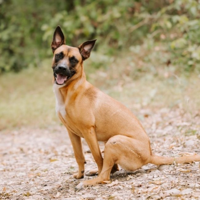 Zaina - Chien à adopter