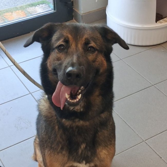 Uska - Chien à adopter