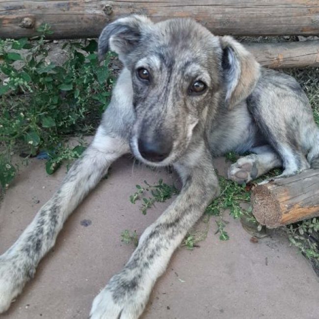 CRINA - Chien à adopter