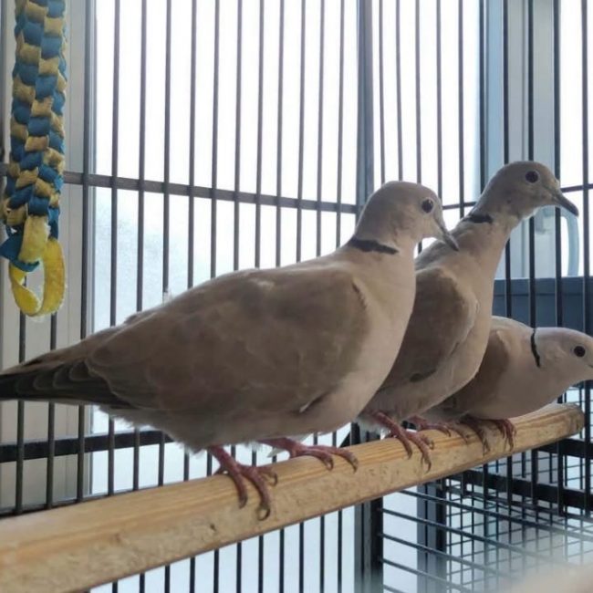Tourterelle38 - Oiseau à adopter