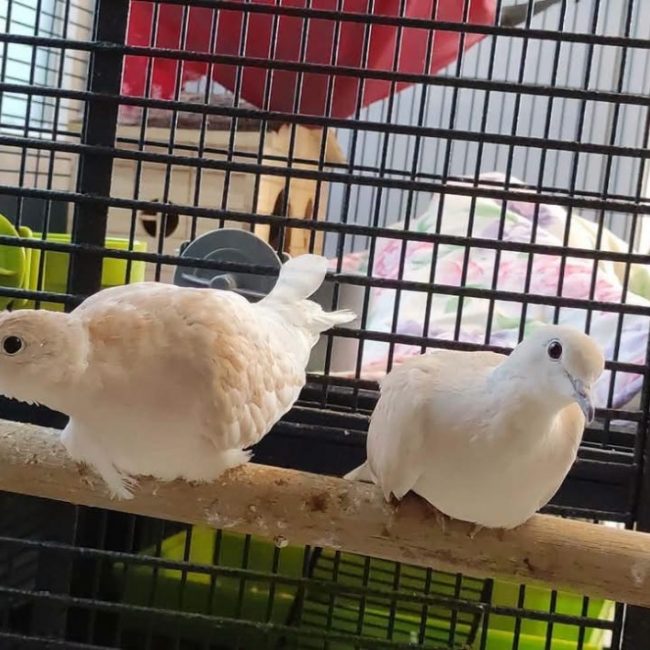 Tourterelle41 - Oiseau à adopter