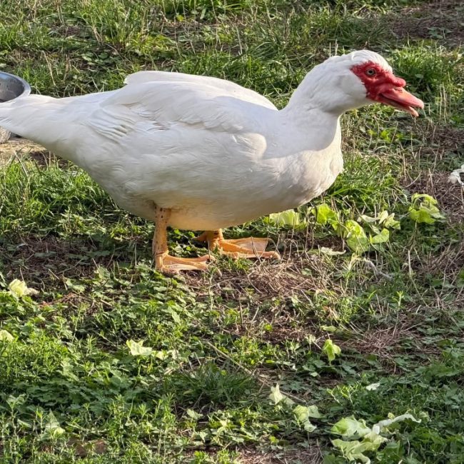 Rand - Animal de ferme Canard à adopter