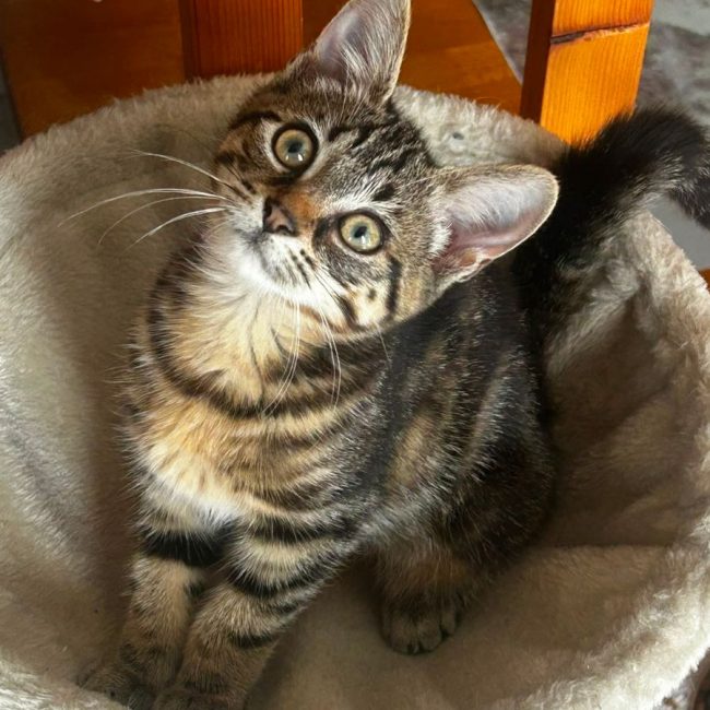 NAHIA - Chat à adopter