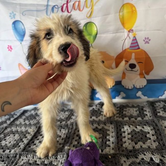 JAZZ - Chien à adopter