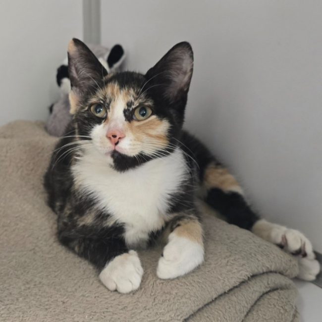 Ambre - Chat Européen à adopter