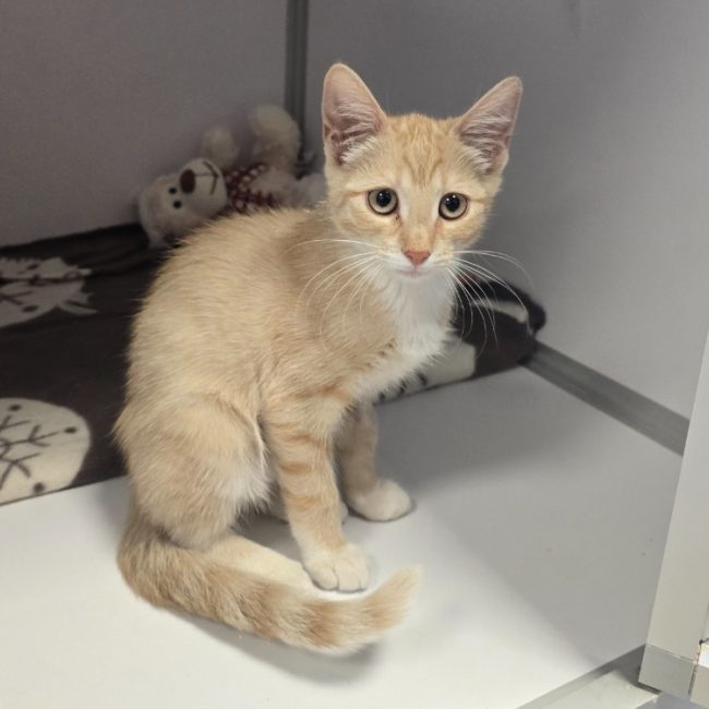 MaÏa - Chat Européen à adopter