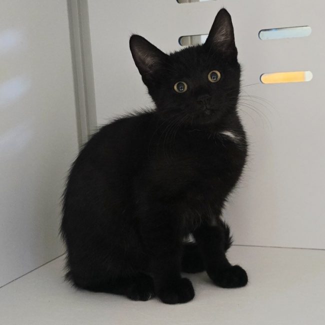 Ourson - Chat Européen à adopter