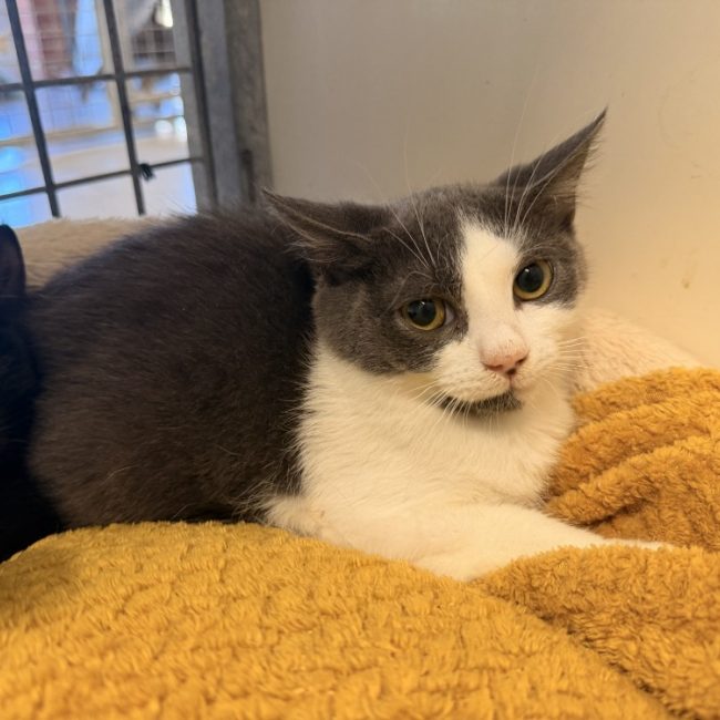 Baggy - Chat Européen à adopter
