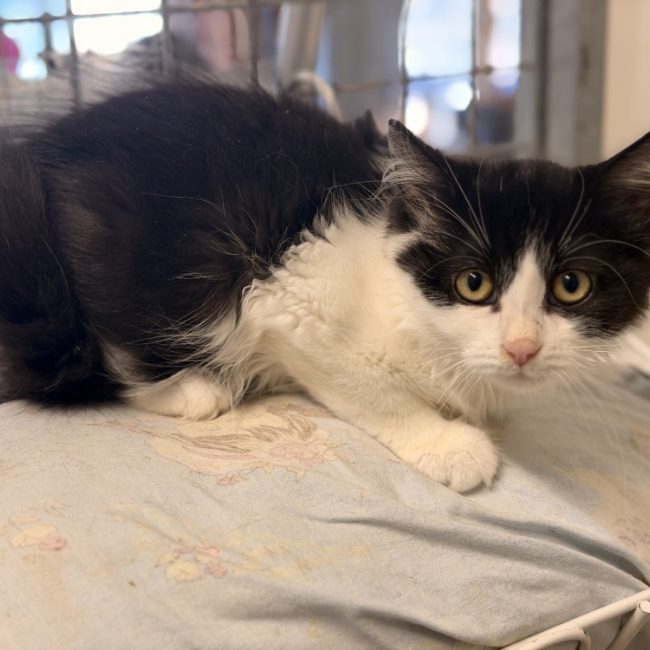 Maxy - Chat Européen à adopter