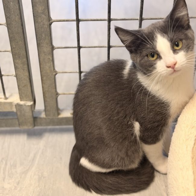 Tasty - Chat Européen à adopter