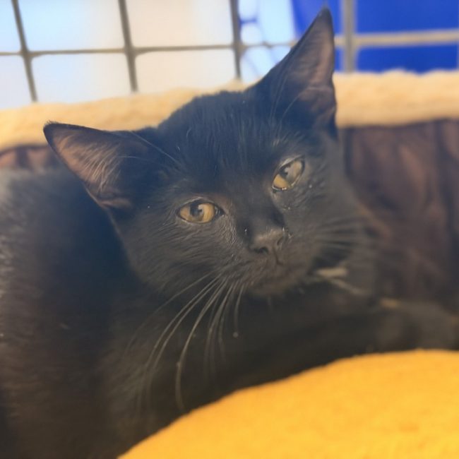 Fleury - Chat Européen à adopter