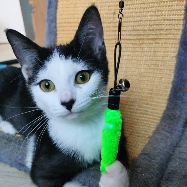 Fleurette - Chat Européen à adopter