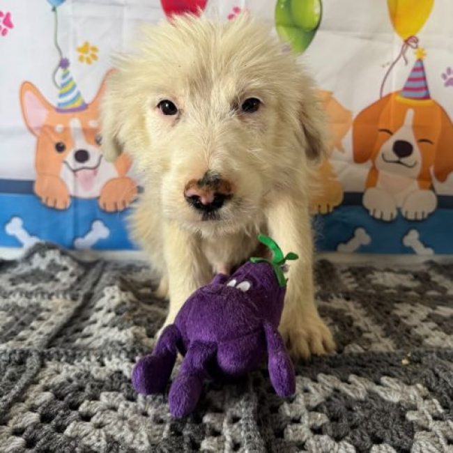 LIOCO - Chien à adopter