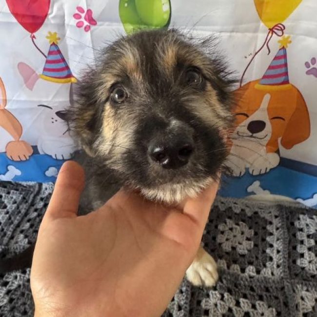 MAIDO - Chien à adopter
