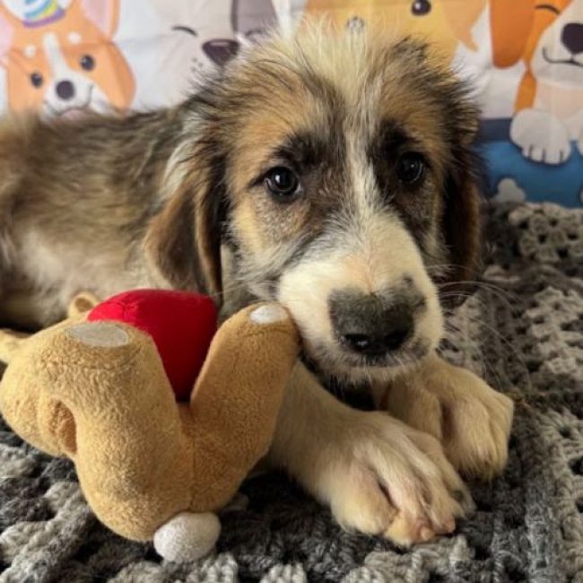 SALAZIE - Chien à adopter