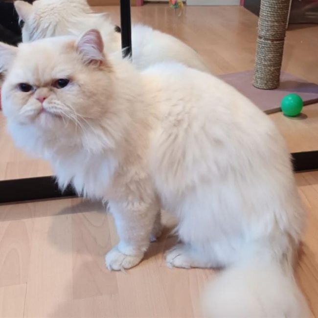 Saphir - Chat Européen à adopter