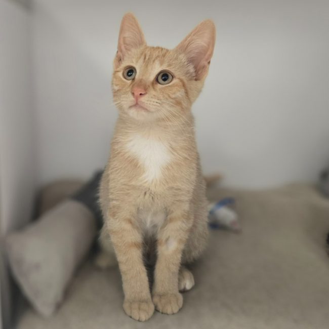 Miely - Chat Européen à adopter