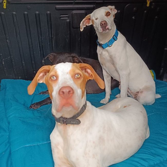 HUGO et maman JADE - Chien à adopter