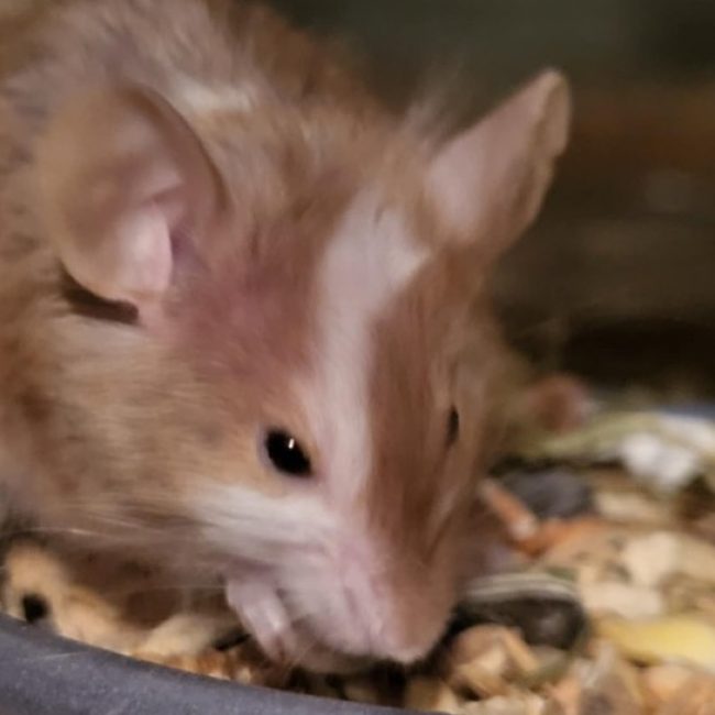 Kinder - Rongeur Souris à adopter