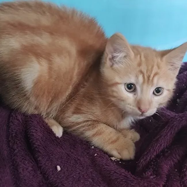 Zazou - Chat Européen à adopter