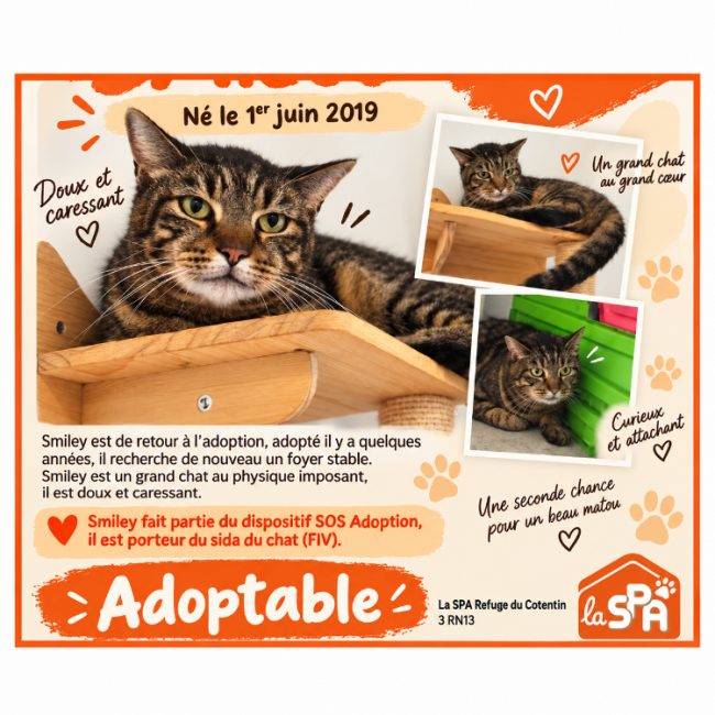 Smiley - Chat Européen à adopter
