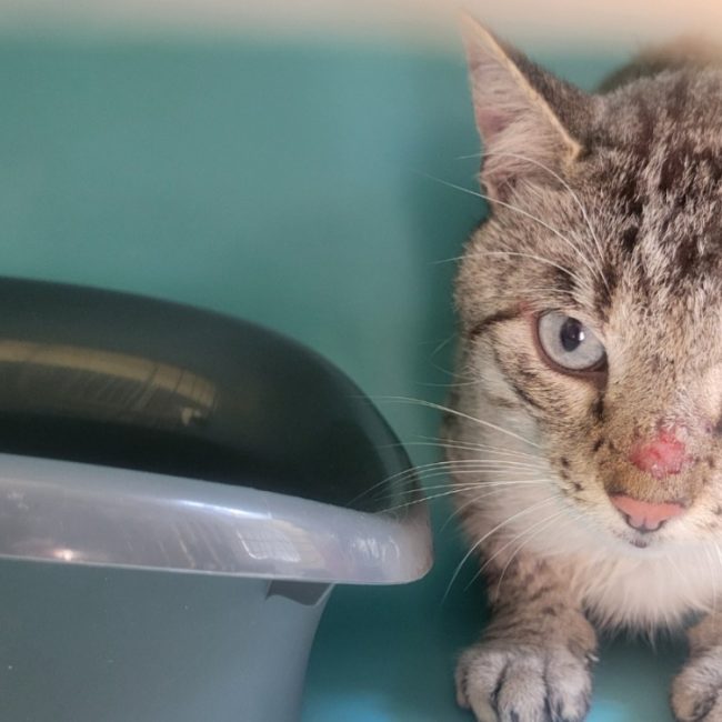 Paquito - Chat Siamois à adopter