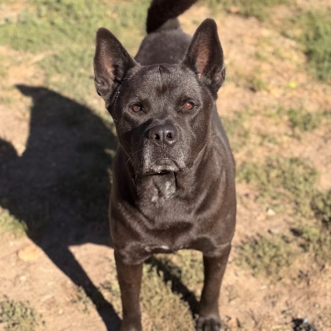 Horus - Chien à adopter