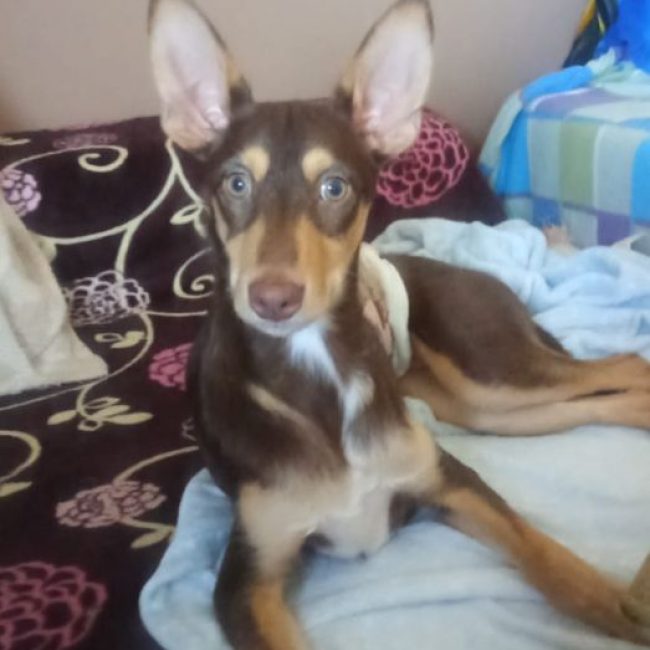 TINTIN - Chien à adopter