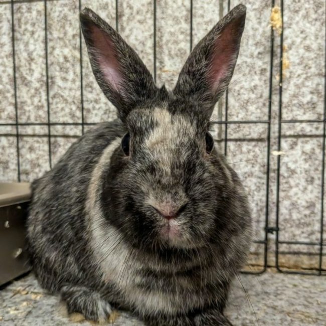 Muffin - Rongeur Lapin à adopter