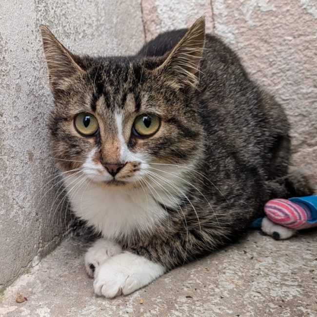 Virginie - Chat Européen à adopter