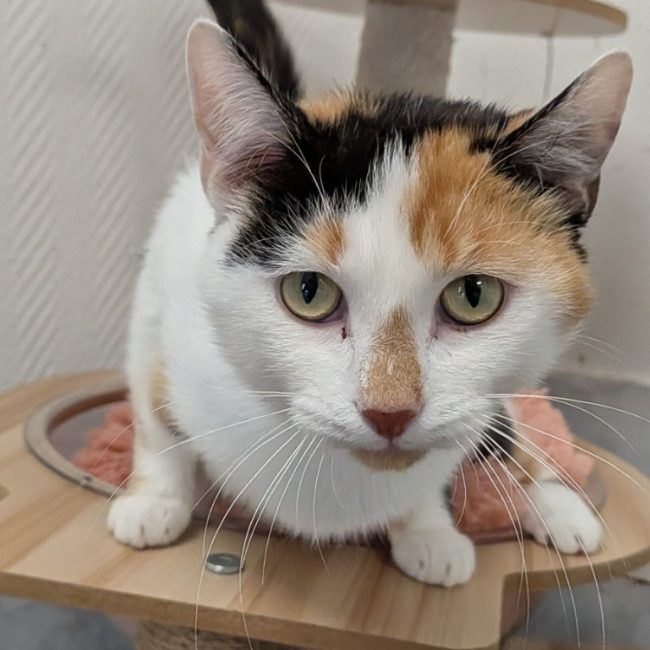 Yuhey - Chat Européen à adopter
