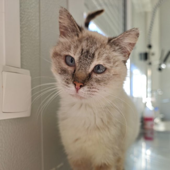 Rhaenys - Chat Européen à adopter