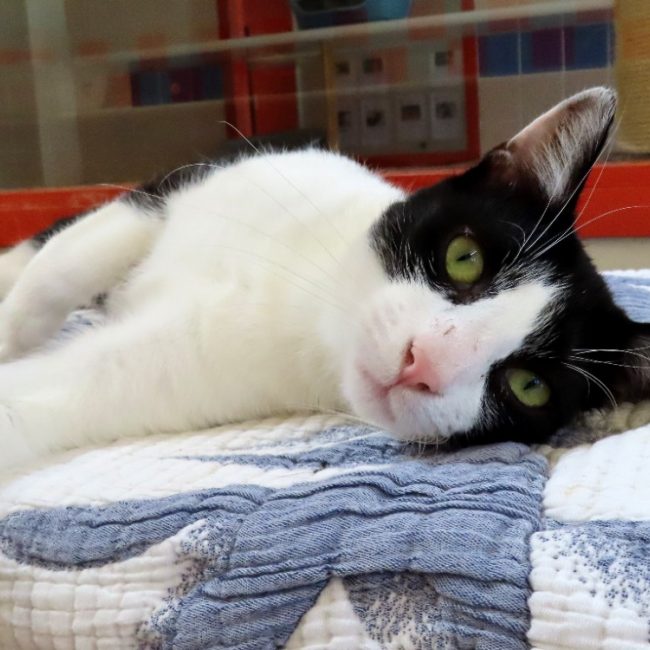Aster - Chat Européen à adopter
