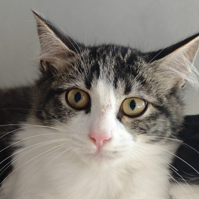 Ashley - Chat Européen à adopter